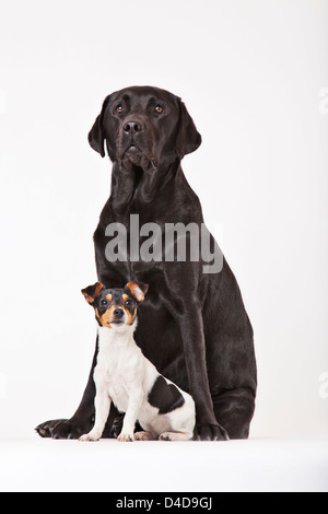 Großer Hund und kleiner Hund zusammensitzen Stockfoto