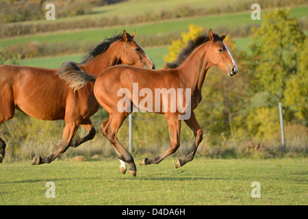 Zwei Pferde auf Koppel laufen Stockfoto