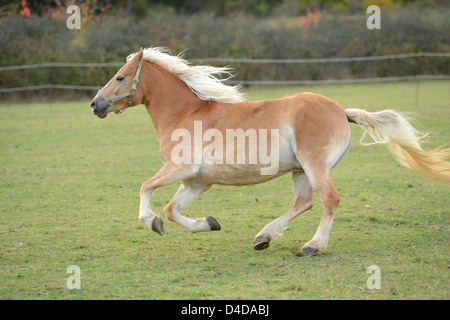 Pferd auf der Koppel läuft Stockfoto