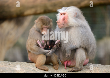 Hamadryas Paviane (Papio Hamadryas) mit Baby im Augsburger Zoo, Deutschland Stockfoto