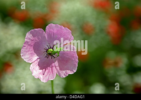 Grüner Käfer sitzen auf eine lila Blume. Stockfoto