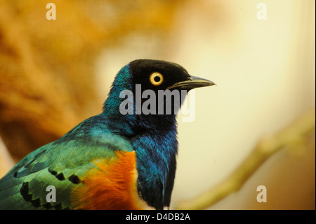 Superb Starling (Glanzstare Superbus) im Augsburger Zoo, Deutschland Stockfoto