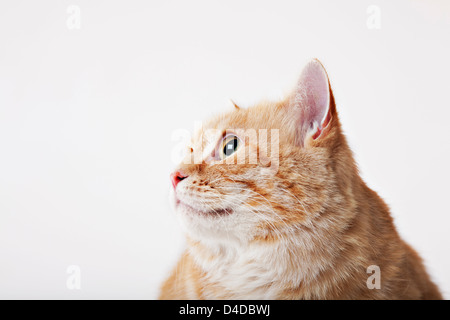 Nahaufnahme von der Katze Gesicht Stockfoto