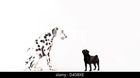 Hunde, die einander betrachtend