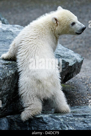 Polar Bear Cub Wilbaer Frolicks herum in das Eisbärengehege Wilhema Zoo in Stuttgart, Deutschland, 16. April 2008. Im Gegenteil, die beliebte Eisbär Cubs Knut und Flocke, wurde Wilbaer, geboren im Dezember 2007 nicht Flasche sondern von seiner Mutter aufgezogen. Foto: Ronald Wittek Stockfoto