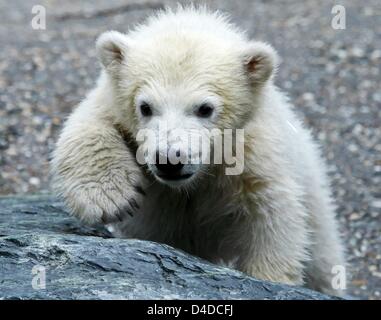 Polar Bear Cub Wilbaer Frolicks herum in das Eisbärengehege Wilhema Zoo in Stuttgart, Deutschland, 16. April 2008. Im Gegenteil, die beliebte Eisbär Cubs Knut und Flocke, wurde Wilbaer, geboren im Dezember 2007 nicht Flasche sondern von seiner Mutter aufgezogen. Foto: Ronald Wittek Stockfoto