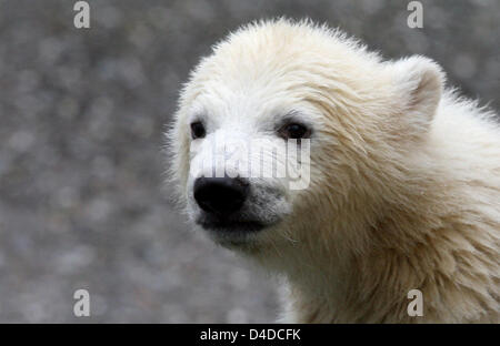 Polar Bear Cub Wilbaer Frolicks herum in das Eisbärengehege Wilhema Zoo in Stuttgart, Deutschland, 16. April 2008. Im Gegenteil, die beliebte Eisbär Cubs Knut und Flocke, wurde Wilbaer, geboren im Dezember 2007 nicht Flasche sondern von seiner Mutter aufgezogen. Foto: Bernd Weissbrod Stockfoto