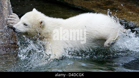 Polar Bear Cub Wilbaer Frolicks herum in das Eisbärengehege Wilhema Zoo in Stuttgart, Deutschland, 16. April 2008. Im Gegenteil, die beliebte Eisbär Cubs Knut und Flocke, wurde Wilbaer, geboren im Dezember 2007 nicht Flasche sondern von seiner Mutter aufgezogen. Foto: Ronald Wittek Stockfoto