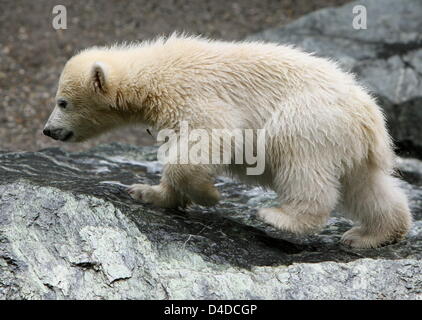 Polar Bear Cub Wilbaer Frolicks herum in das Eisbärengehege Wilhema Zoo in Stuttgart, Deutschland, 16. April 2008. Im Gegenteil, die beliebte Eisbär Cubs Knut und Flocke, wurde Wilbaer, geboren im Dezember 2007 nicht Flasche sondern von seiner Mutter aufgezogen. Foto: Bernd Weissbrod Stockfoto