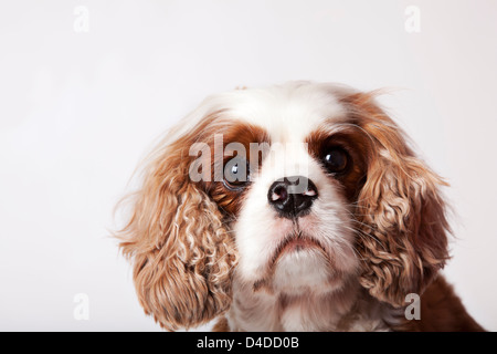 Nahaufnahme eines Hundes Gesicht Stockfoto