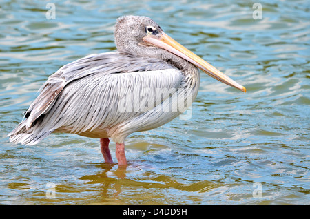 Rosa-backed Pelikane (Pelecanus saniert) stehen die Füße im Wasser Stockfoto