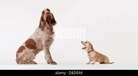 Kleiner Hund bellen bei größeren Hund Stockfoto