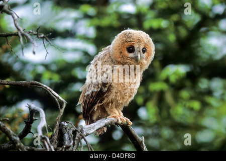 Waldkauz (Strix Aluco) Jungvogel junger Waldkauz • Ostalbkreis, Baden-Württemberg; Deutschland, Deutschland Stockfoto