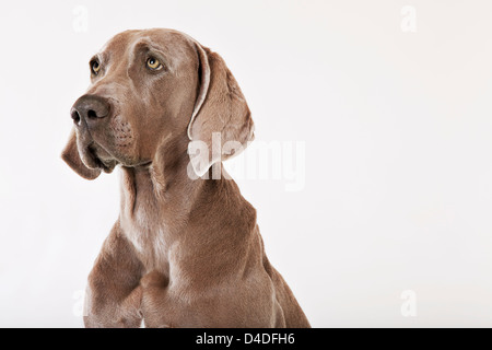 Nahaufnahme eines Hundes Gesicht Stockfoto