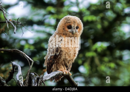 Waldkauz (Strix Aluco) Jungvogel junger Waldkauz • Ostalbkreis, Baden-Württemberg; Deutschland, Deutschland Stockfoto