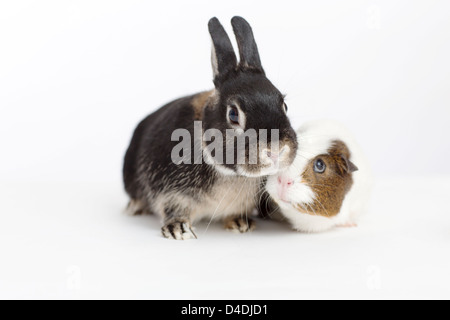 Kaninchen und Meerschweinchen treffen Stockfoto