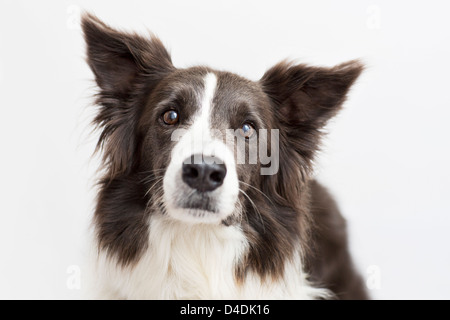 Nahaufnahme eines Hundes Gesicht Stockfoto