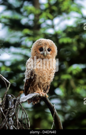 Waldkauz (Strix Aluco) Jungvogel junger Waldkauz • Ostalbkreis, Baden-Württemberg; Deutschland, Deutschland Stockfoto