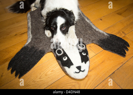 Ein Border-Collie Hund auf einen Dachs-Teppich liegen. Stockfoto