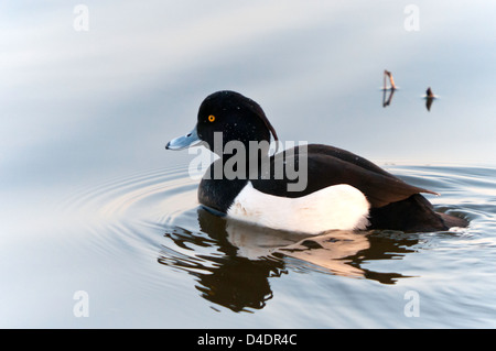 Eine männliche Reiherenten Aythya Fuligula, genommen in Southport, Lancashire Stockfoto