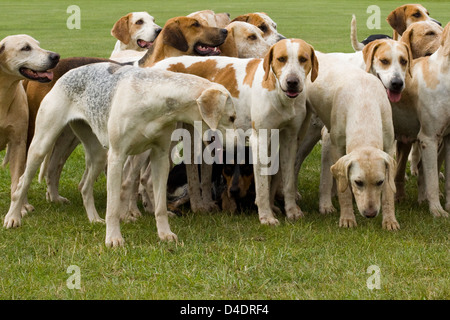 Englischen Jagdhunden Stockfoto