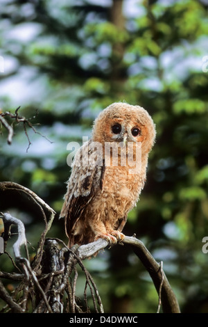 Waldkauz (Strix Aluco) Jungvogel junger Waldkauz • Ostalbkreis, Baden-Württemberg; Deutschland, Deutschland Stockfoto
