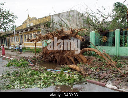 Ein umgestürzter Baum auf einer Straße in Yangon, Myanmar, 5. Mai 2008. Internationaler Hilfe hat begonnen, nach dem verheerenden Zyklon "Nargis" in Myanmar, getroffen, obwohl die genaue Situation in dem Land, das von der Militärjunta von der Außenwelt isoliert ist, unklar bleibt. Die meisten Verkehrswege sind blockiert, Myanmars Regierung geht davon aus, dass mehr als 15.000 Menschen ums Leben kamen und Hunderte von vermeidern Stockfoto