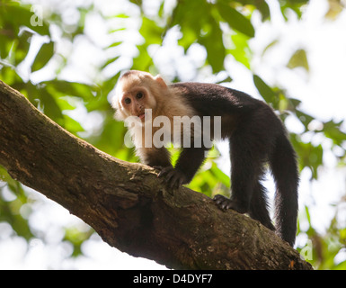 Weißen konfrontiert Affe im Bereich Manuel Antonio in Costa Rica Stockfoto