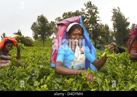 (Dpa-Datei) Die Datei Bild vom 14. August 2005 erfasst Frauen Tee im Hochland von Nuwara Eliya, Sri Lanka. Foto: Joerg Hackemann Stockfoto