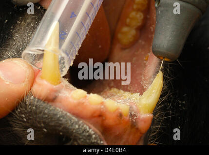 Siamang Affe Erwin hat seinen Mund weit offen für seine Zahn-Chirurgie an der Serengetipark in Hodenhagen, Deutschland, 10. Mai 2008. Trotz der Zahnärzte erste Operation auf ein Tier wurde, ging alles gut mit neun-jährige Erwin endodontische Behandlung. Foto: Peter Steffen Stockfoto