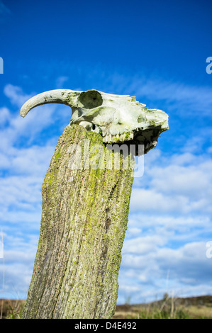 Schädel eines Schafes auf einem hölzernen Zaunpfosten im Peak District in England Stockfoto