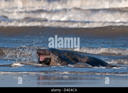 Grey Atlantic Dichtung Bull, Halichoerus Grypus On Sea Shore. Donna Nook. UK Stockfoto