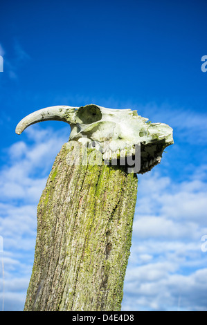 Schädel eines Schafes auf einem hölzernen Zaunpfosten im Peak District in England Stockfoto