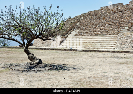 Copal Baum vor der wichtigsten zeremoniellen Pyramide auf Westseite Gipfel Ebene Plaza A restaurierten kürzlich eröffneten Atzompa Ruinen Stockfoto