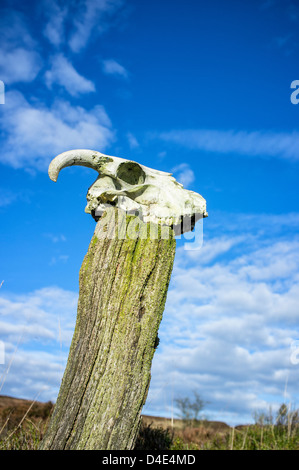 Schädel eines Schafes auf einem hölzernen Zaunpfosten im Peak District in England Stockfoto