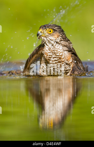 Eurasion Sperber (Accipiter Nisus) Baden im Waldschwimmbad, Ungarn Stockfoto