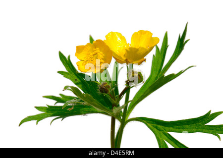 Gelber Hahnenfuß auf weißem Hintergrund Stockfoto
