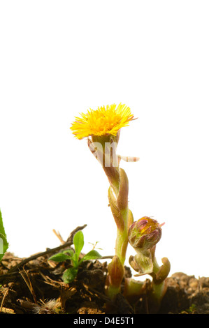 Huflattich Blume (Tussilago Farfara) isoliert auf weißem Hintergrund. Diese Blume ist in Kräutertee verwendet. Stockfoto