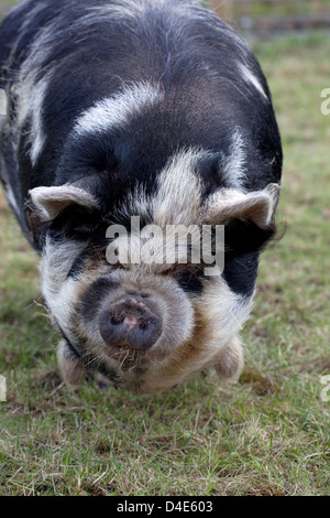 Hairy oder Woolly Pig Stockfoto