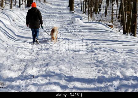 Ein Junge geht mit einem Hund durch eine verschneite Fleck Poenitz, Schwarzwald, 12. März 2013. Foto: Malte Christen Stockfoto