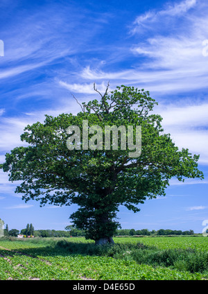 Einzelne Eiche auf Ackerland Stockfoto