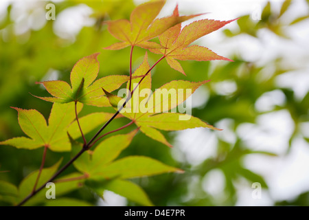 Acer Palmatum 'Osakazuki' Stockfoto