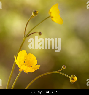 Buttercup Blumen, quadratisch Stockfoto