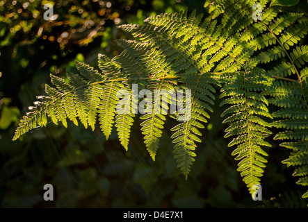 Foto eines Braken Farn in der Wildnis, der von hinten beleuchtet ist. Stockfoto