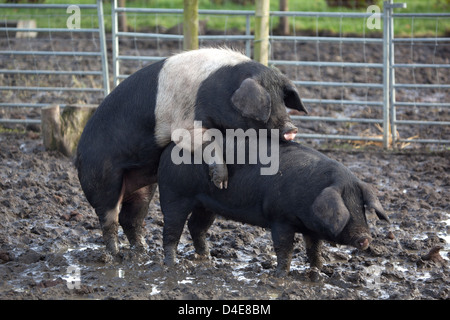 Schweine, die Paarung Stockfoto