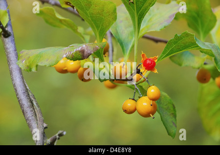 Amerikanischer Baumwuerger - amerikanische bittersüße 01 Stockfoto