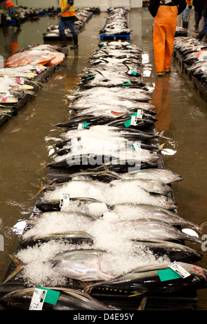 Die Honolulu Fisch-Auktion und Markt am Pier 38 Stockfoto