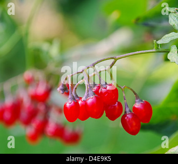 Bittersüsser Nachtschatten - Bittersüße Nachtschatten 02 Stockfoto