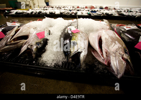 Die Honolulu Fisch-Auktion und Markt am Pier 38 Stockfoto