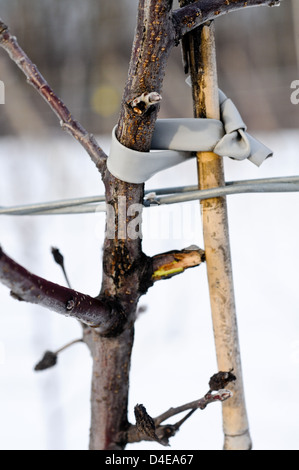 Nahaufnahme eines hohen Spindel Apfelbaum Wachstum Führungsstruktur Stockfoto